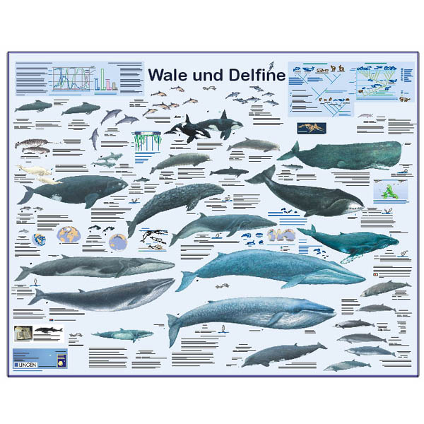 Grossposter "Wale und Delfine"